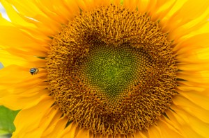 Sunflower Blue Banded Bee 0882